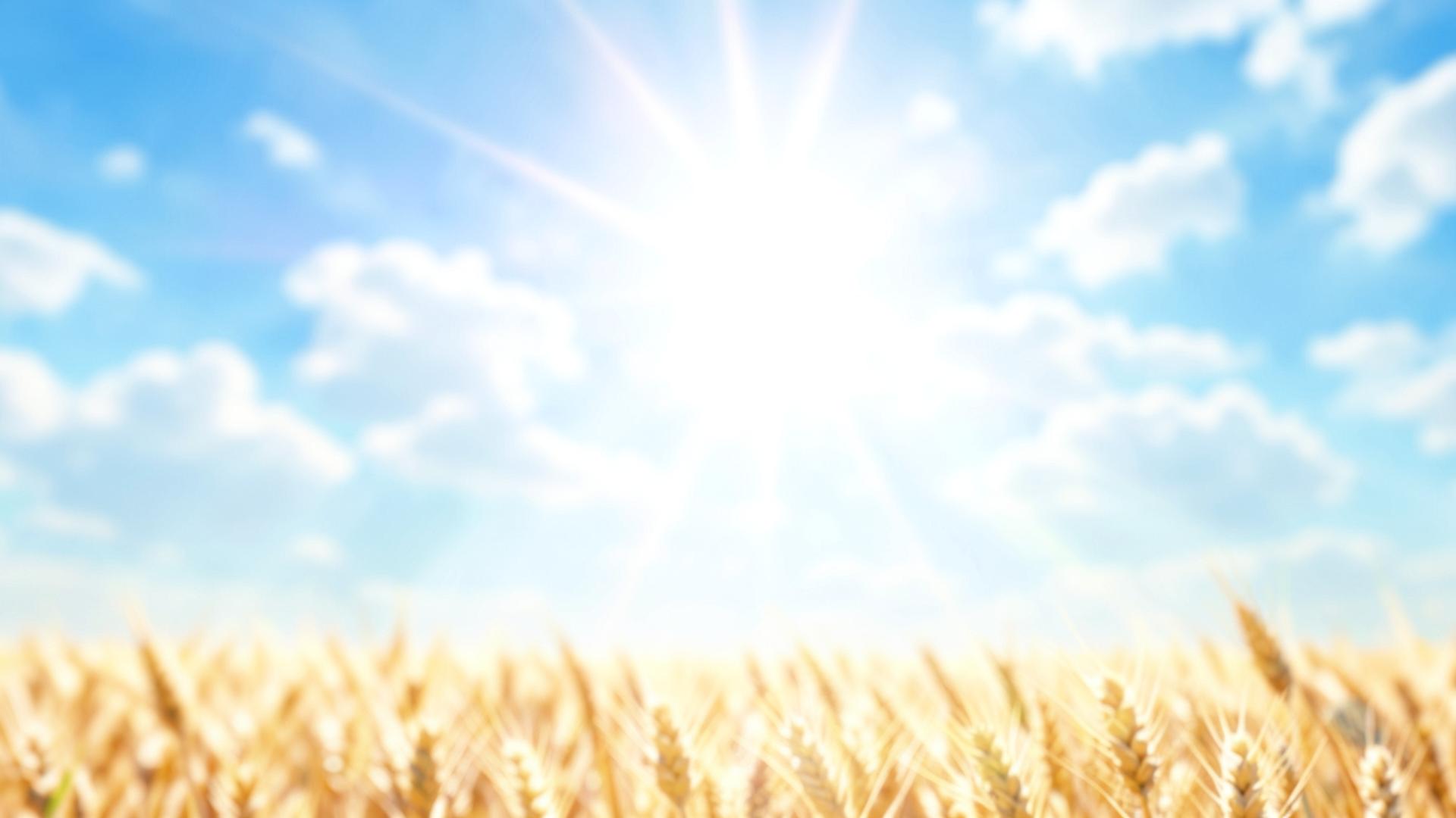 Sunbeams over a wheat field